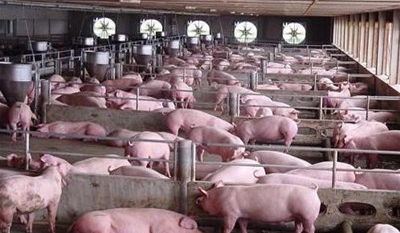 猪霉菌毒素中毒的临床表现与防治措施,霉菌影响自身免疫 猪霉菌毒素中毒的临床表现与防治措施,霉菌影响自身免疫